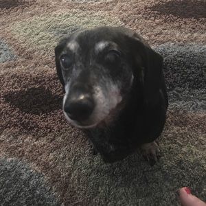 Meet your Posher, Holly